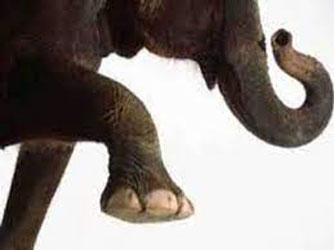 लक्ष्मणझूला में हाथी ने एक व्यक्ति को पटक पटक कर मार डाला