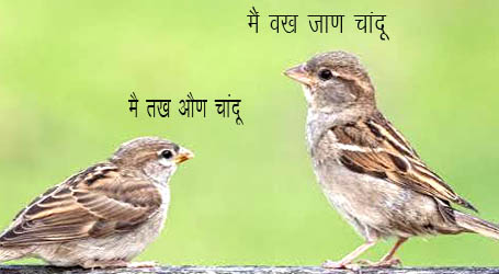 नरेंद्रनगर विधानसभा में राजनीति की फुर्र घिंडूड़ी……..